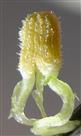  Stamens